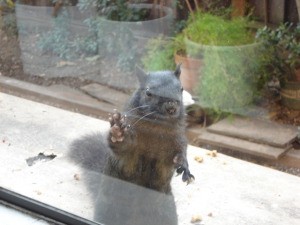 A squirrel looking through the window.