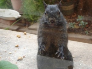 A squirrel knocking on the window, looking for food.
