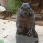 A squirrel knocking on the window, looking for food.