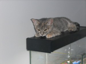 Moggy (Tabby) kitten named Gizmo laying on what appears to be the lighting hood for a fishtank