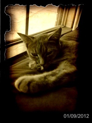 Sepia tint of Gizmo, a Moggie (dometic cat) kitten laying in front of a window