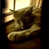 Sepia tint of Gizmo, a Moggie (dometic cat) kitten laying in front of a window