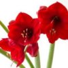 Growing Amaryllis, Red amaryllis blooms.