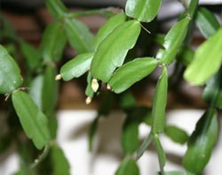 Christmas_Cactus