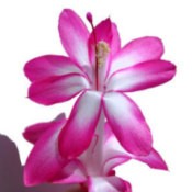 christmas_cactus