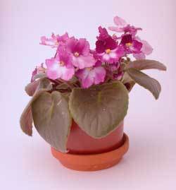 African Violet