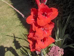 Growing Gladiolus - Red Gladiolus