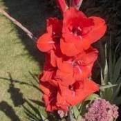 Growing Gladiolus - Red Gladiolus