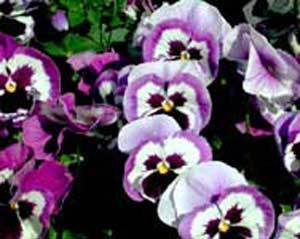 Purple Pansies