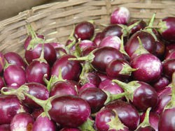 Eggplants in a Basket