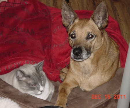 A cat and dog sharing a pet bed.