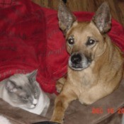 A cat and dog sharing a pet bed.