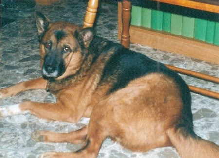 A Chow mix dog sitting on a carpeted floor.