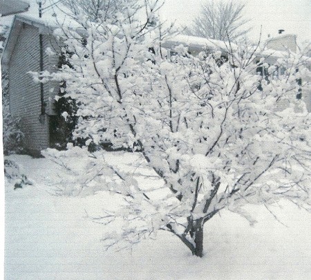 A snow covered tree in winter, in a snowy yard.