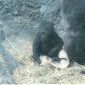A baby gorilla at the Buffalo Zoo