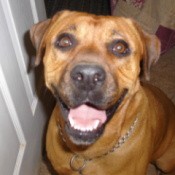 A brown dog looking up at the camera.