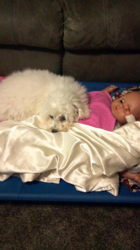 Sophia, a white Bichon Frise, lying on a cot with a baby doll.