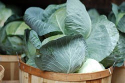 Cabbage in Basket