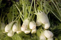 Fresh Fennel