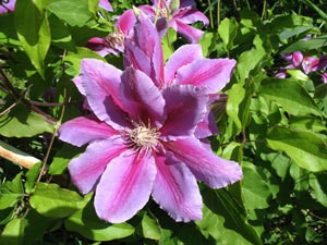 Light purple and magenta clematis flower.