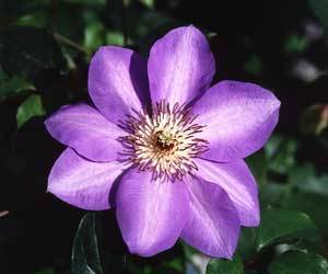 Purple Clematis