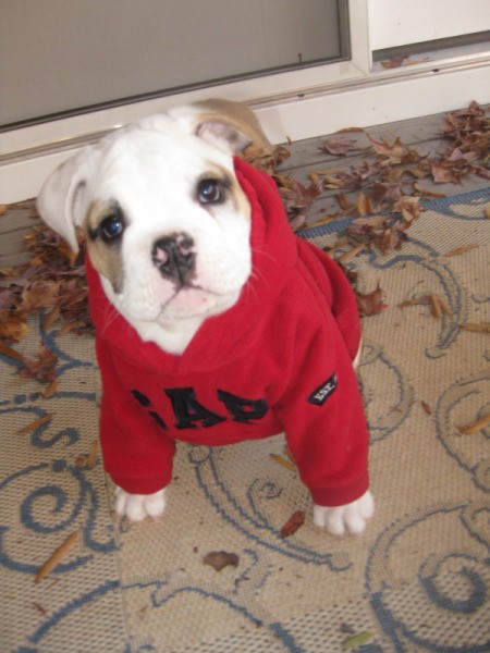 Zelda (Bulldog) wearing a red sweater inside.