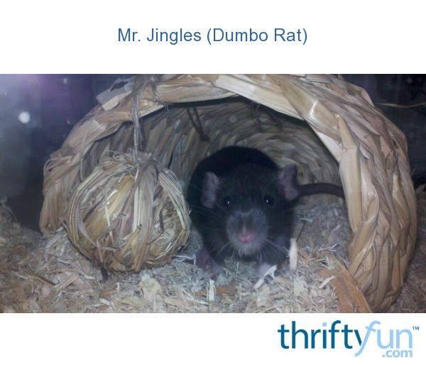 Mr. Jingles (Dumbo Rat) ThriftyFun