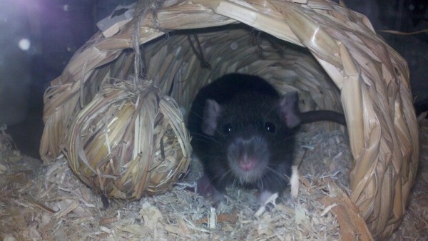 Mr. Jingles, a Dumbo Rat, in a woven rat house..