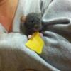 Mr. Jingles, a dumbo rat, standing on a person's arm eating cheese