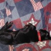 Dog lying on an Americana themed quilt.