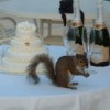 Wildlife: Squirrel At Wedding on cake table.