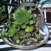 hens and chicks dish garden