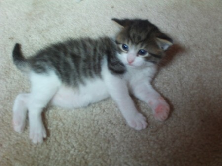 Prince (Kitten) a grey and white kitten on the floor.