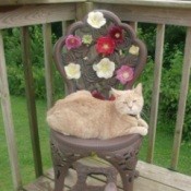 An orange cat sitting outside on a flower covered chair.