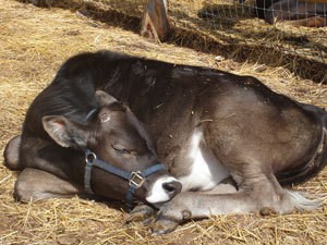 Baby Cow Sleeping