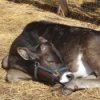 Baby Cow Sleeping