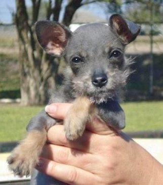 Mighty Molly (Schnauzer/Chihuahua Mix)