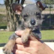 Mighty Molly (Schnauzer/Chihuahua Mix)