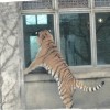 A tiger standing up and looking in a window.
