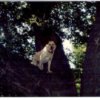 Molly (Dog) in a tree.