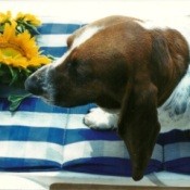 In Memory Of Max (Basset Hound) sniffing at sunflowers.