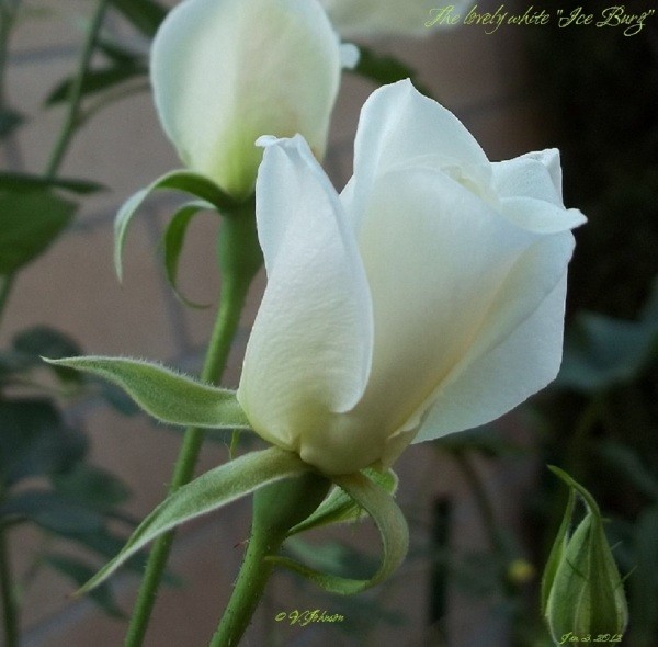 The Path Garden (Jan. 2012), a white rosebud.