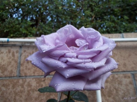 The Path Garden (Jan. 2012), a lavender rose, fully opened.
