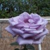 The Path Garden (Jan. 2012), a lavender rose, fully opened.
