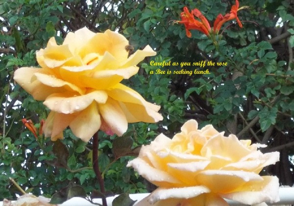 The Path Garden (Jan. 2012), two yellow opened roses.