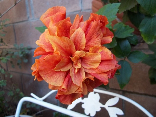 The Path Garden (Jan. 2012), a orange red hibiscus.