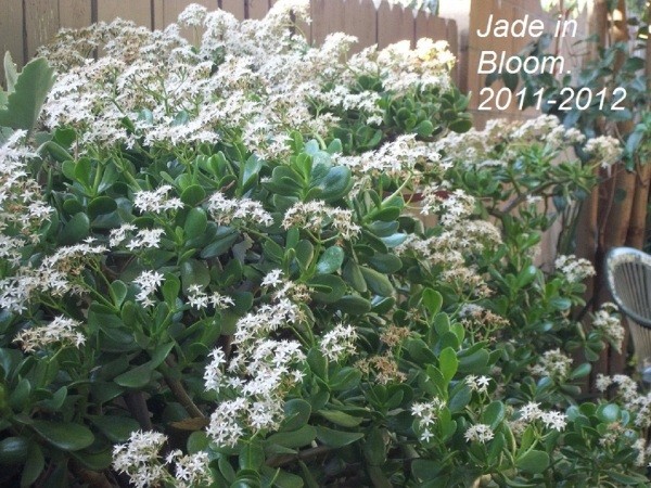 The Path Garden (Jan. 2012), flowering jade.