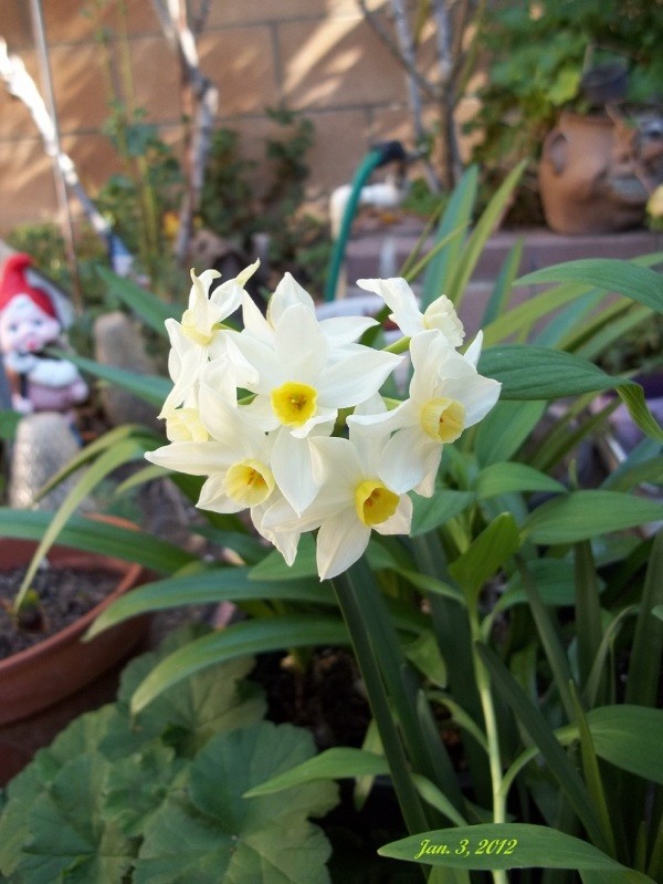 A cluster of yellow and white daffodils.