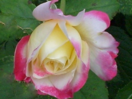 Pink Tipped Rose (Pennsylvania), a opening yellow rosebud with bright pink on the tips.