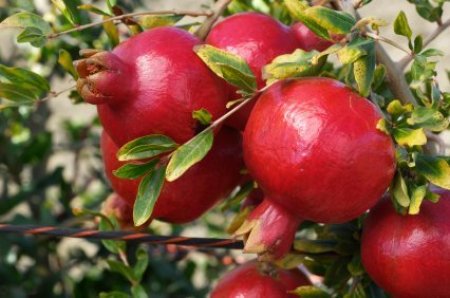 Pomegranates growing on a tree